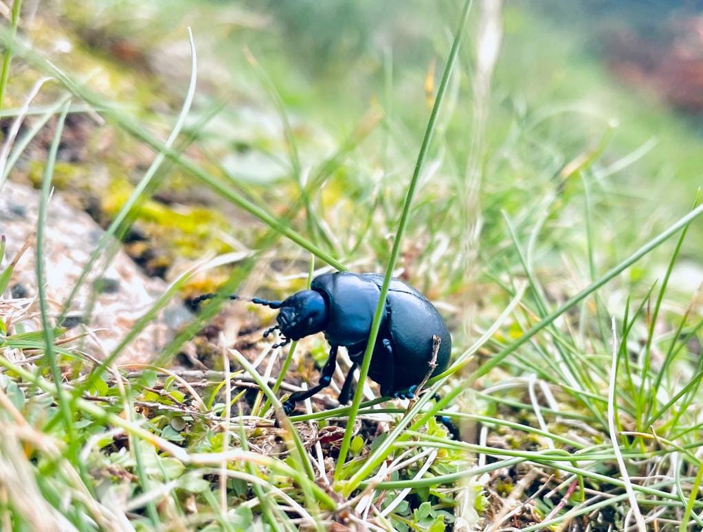 Close-up of a bloody-nosed beetle, black and shiny, clambering over blades of grass.