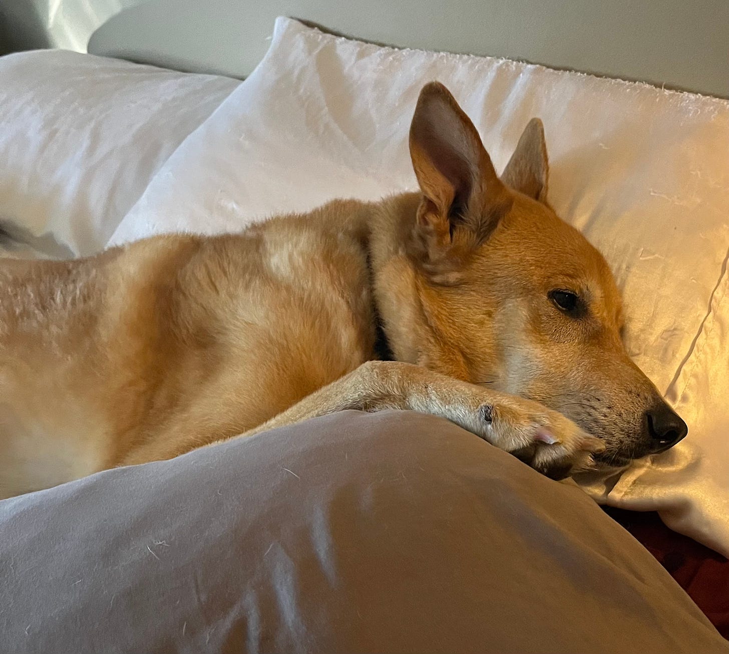 A brown german shepherd rests against a white pillow