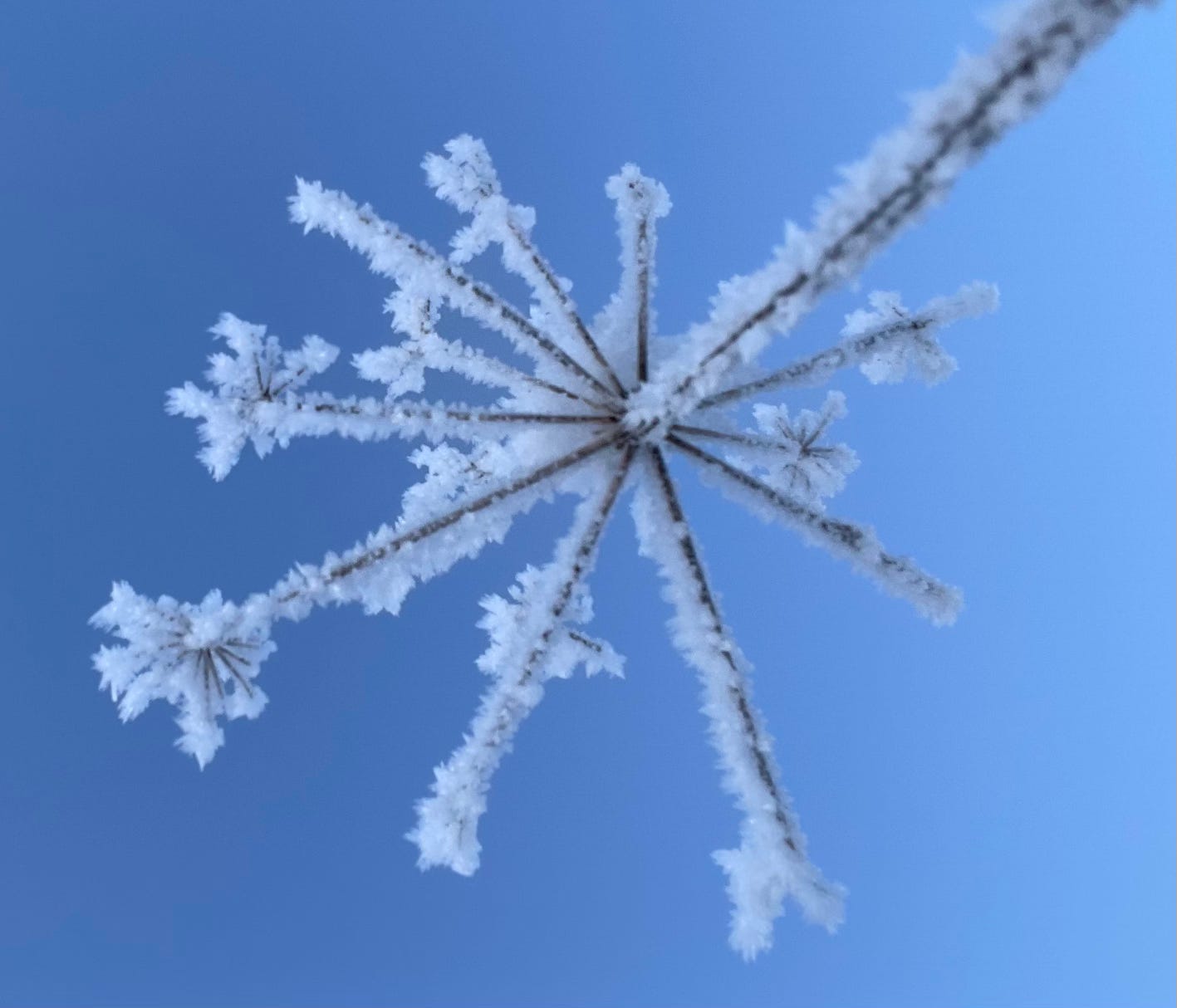 Frost covered umbel