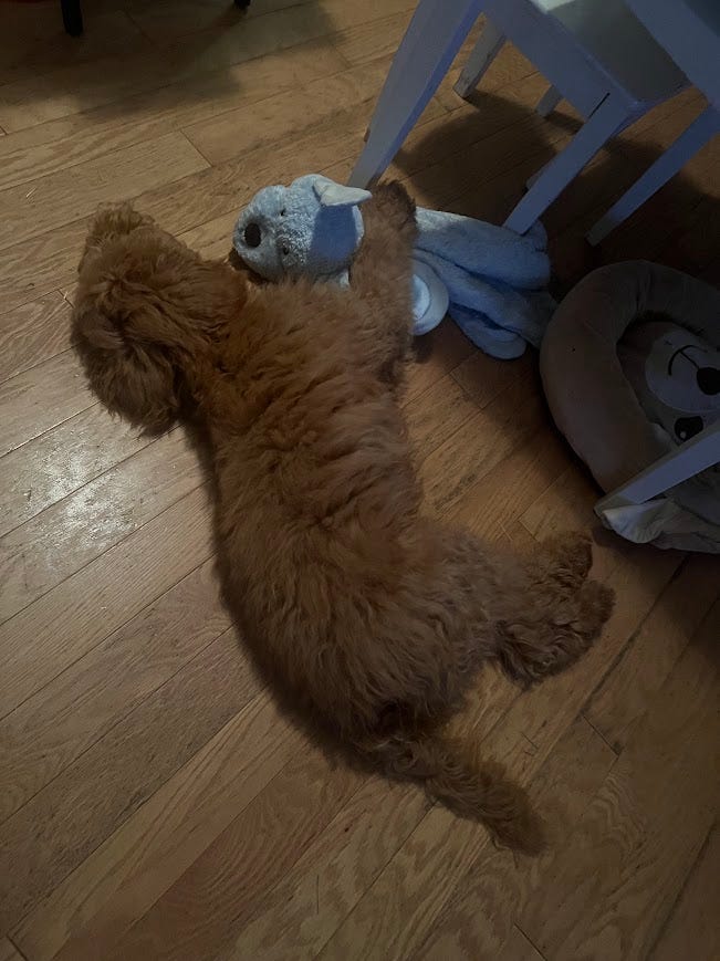 Photo of brown labradoodle puppy sleeping on his side on the floor with his front paws holding a blanket stuffed animal.