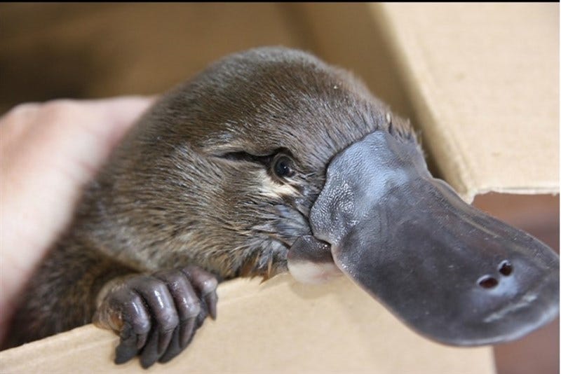 瀕臨絕種鴨嘴獸睽違50年重返澳洲皇家國家公園