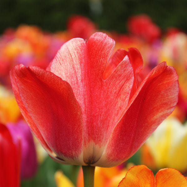 red tulip flower