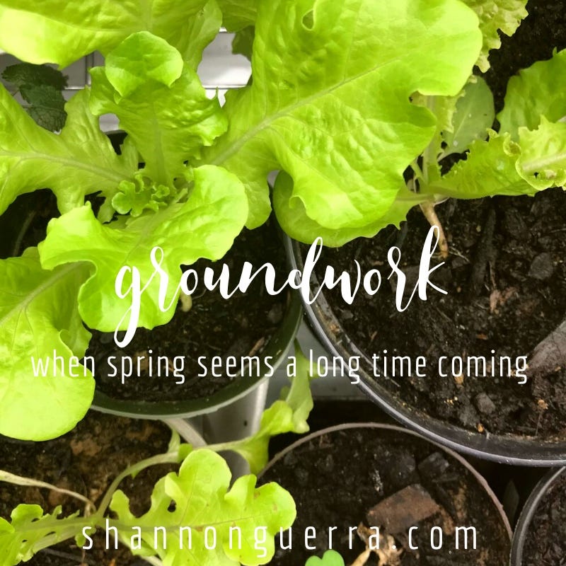 groundwork: when spring seems a long time coming -- Shannon Guerra