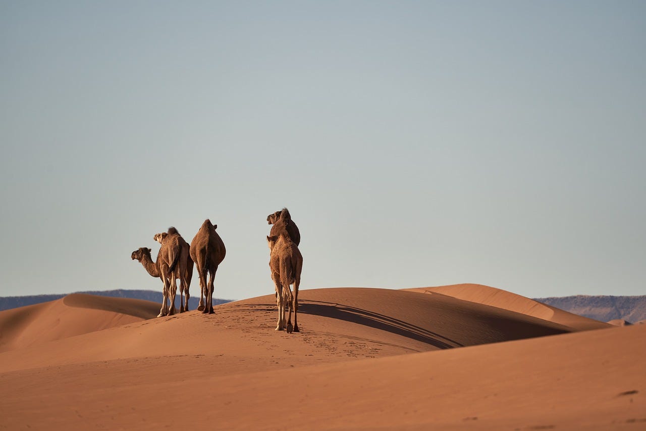 Three camels walking across desert sands