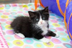 Free Kitten Care Webinar Series