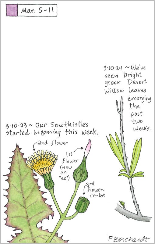Perpetual Journal, week of Mar. 5-11: Desert Willow Leaves Emerging (2024); Sowthistle Blooming (2023)