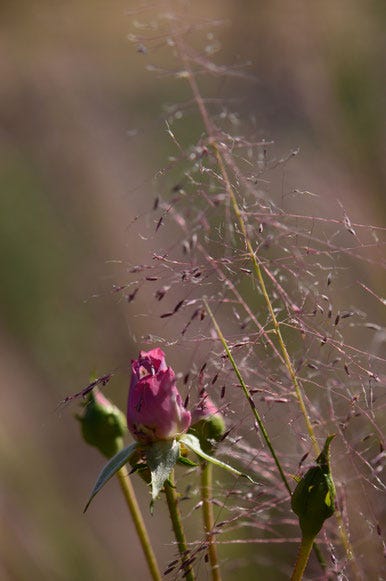 close-up: lavender miniature rose (Kordes) with Muhlenbergia Regal Mist