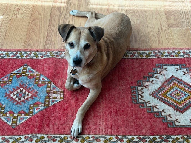 Hound on Moroccan carpet