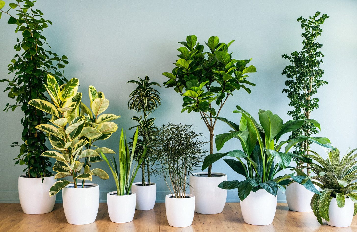 Four Benefits of Houseplants