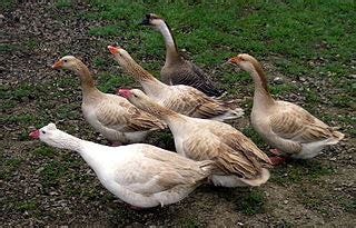 Six Geese Awaddling