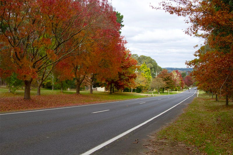 Red-tree lined street at Mt Macedon.