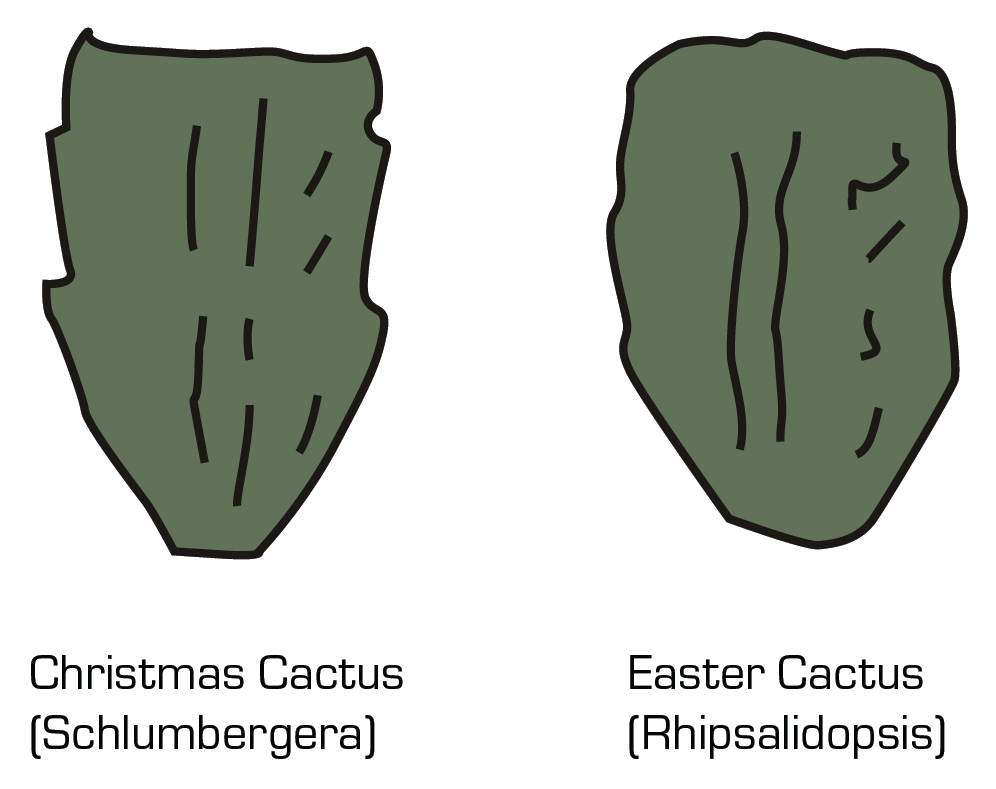 Illustration showing the difference beween Christmas Cactus and Easter Cactus.