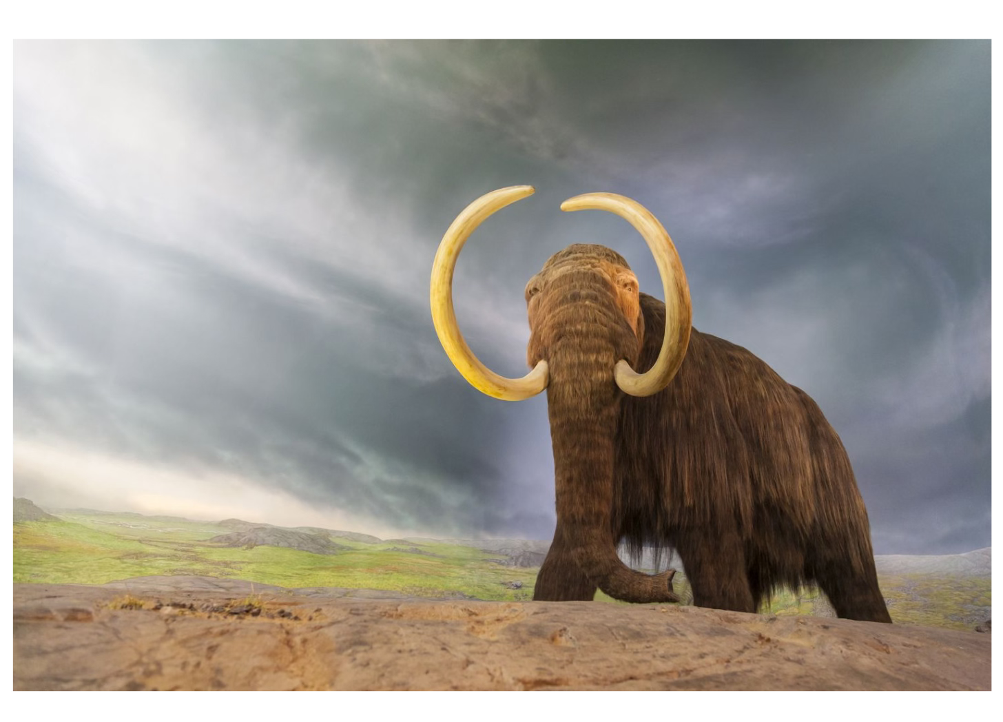 Artist rendering of an ancient mastadon, head raised, massive tusks lifted. 