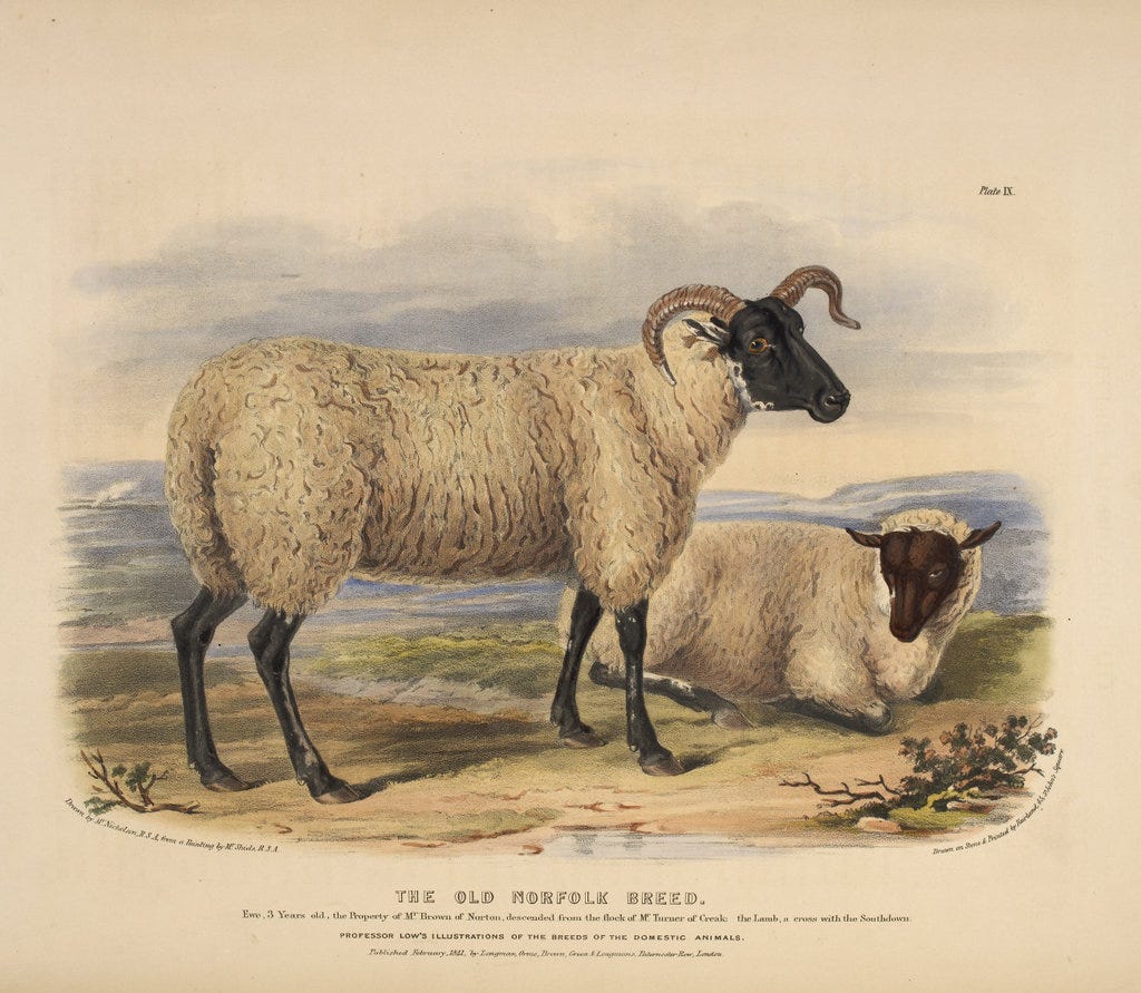 The Breeds of the Domestic Animals: Norfolk Sheep The Breeds of the Domestic Animals: Norfolk Sheep