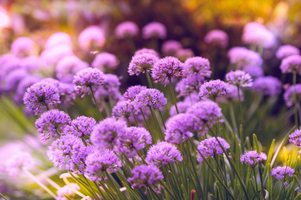 The current image has no alternative text. The file name is: pexels-photo-1373841.jpeg