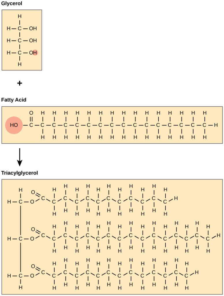 Lipids | Biology for Majors I