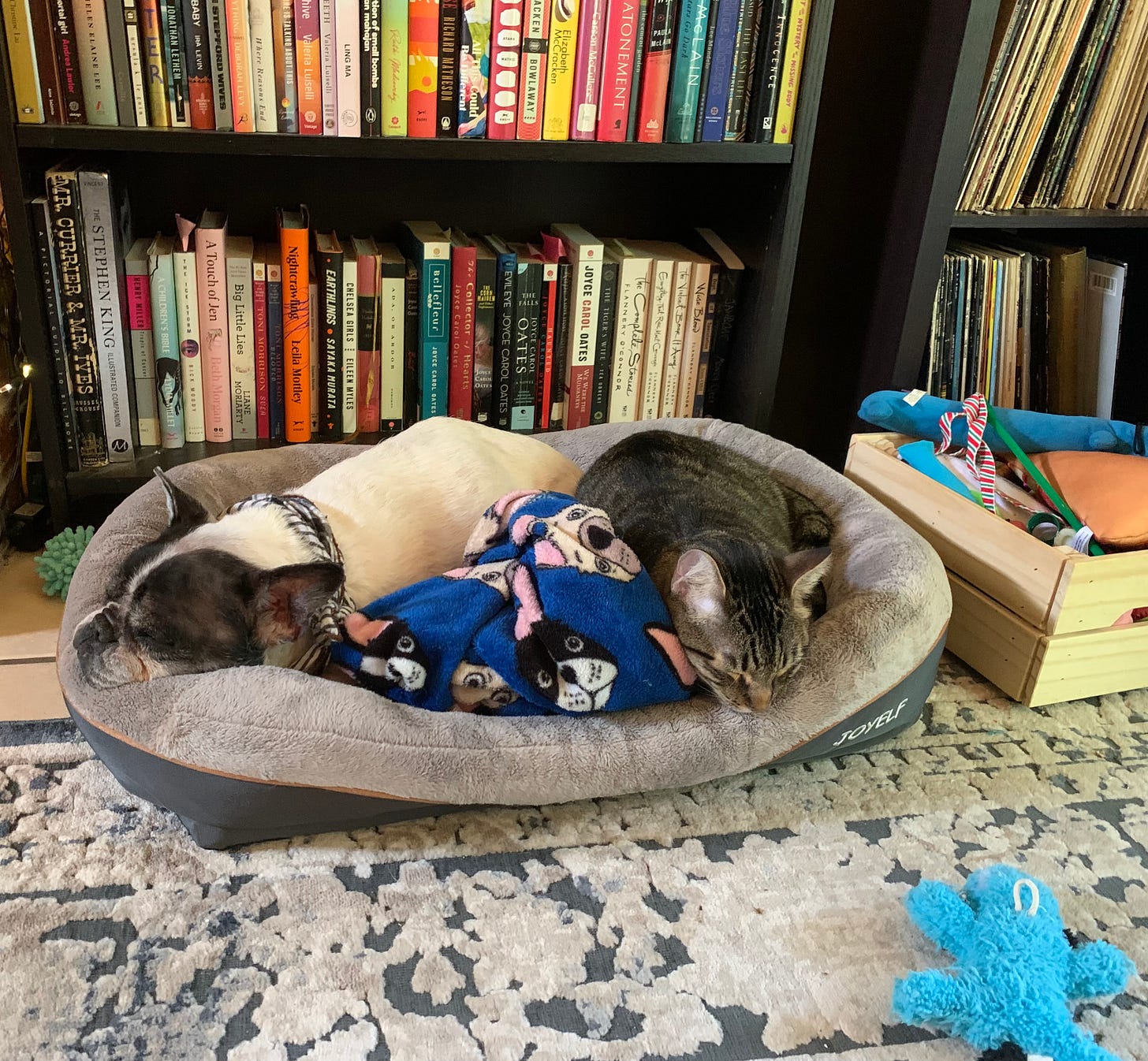 dog and cat sleeping in front of a bookshelf