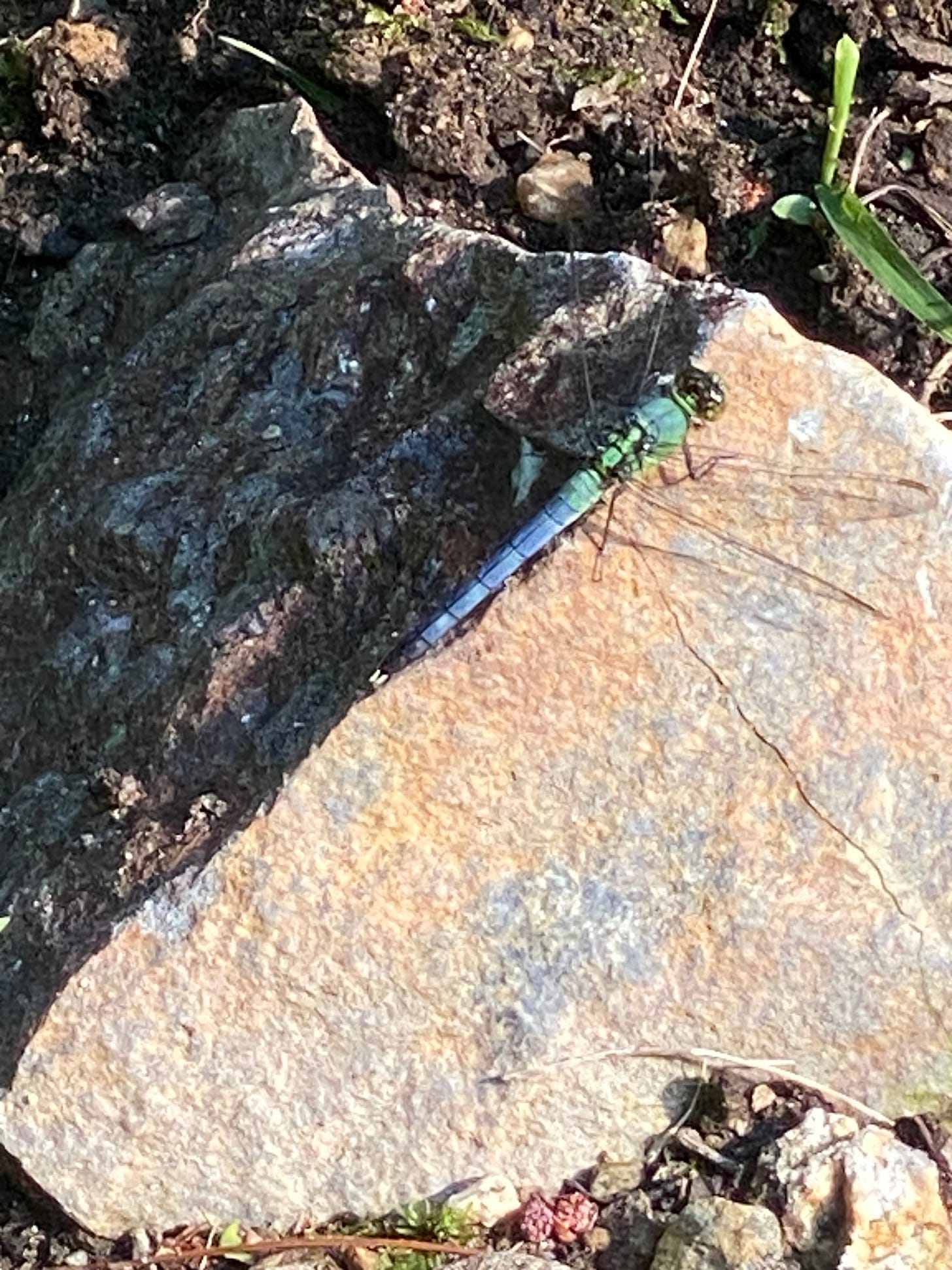 Photo of a blue and green Eastern Pondhawk dragonfly sitting on a rock