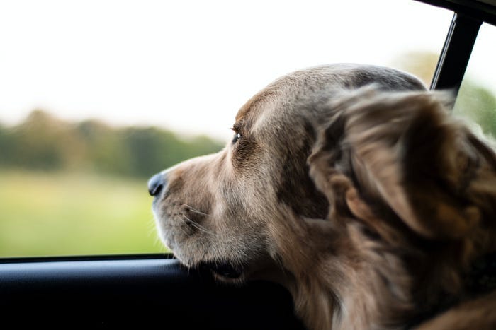 A Golden Lab looking out a car window. A Golden Lab looking out a car window.