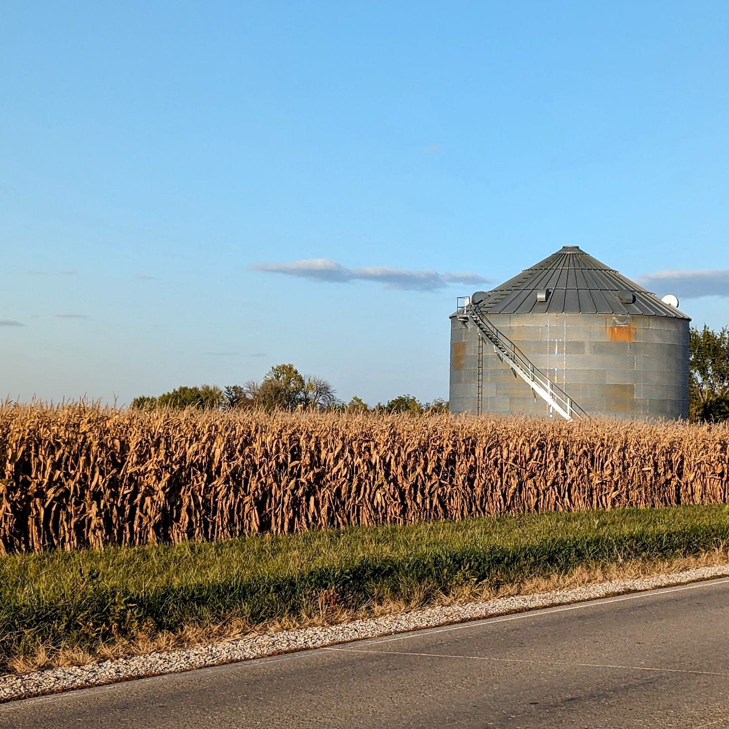 Rows of corn, brown and ready to harvest, with a grain bin behind it and a blue sky