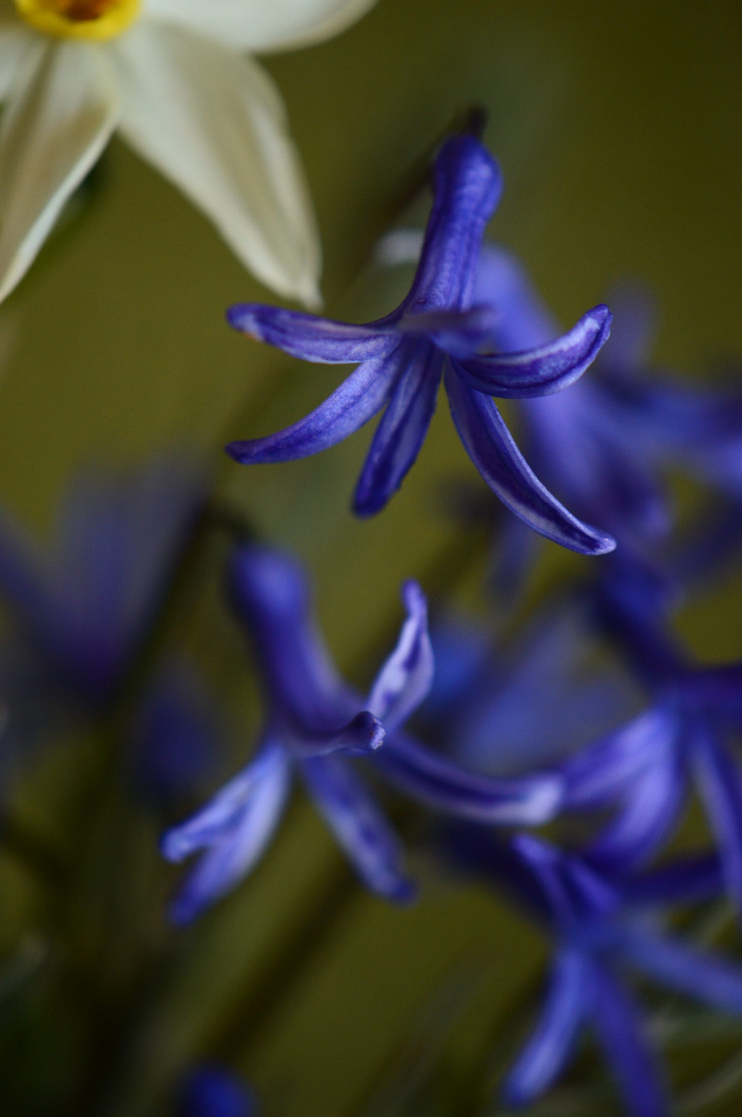 close-up of individual china blue flowers of Roman hyacinth