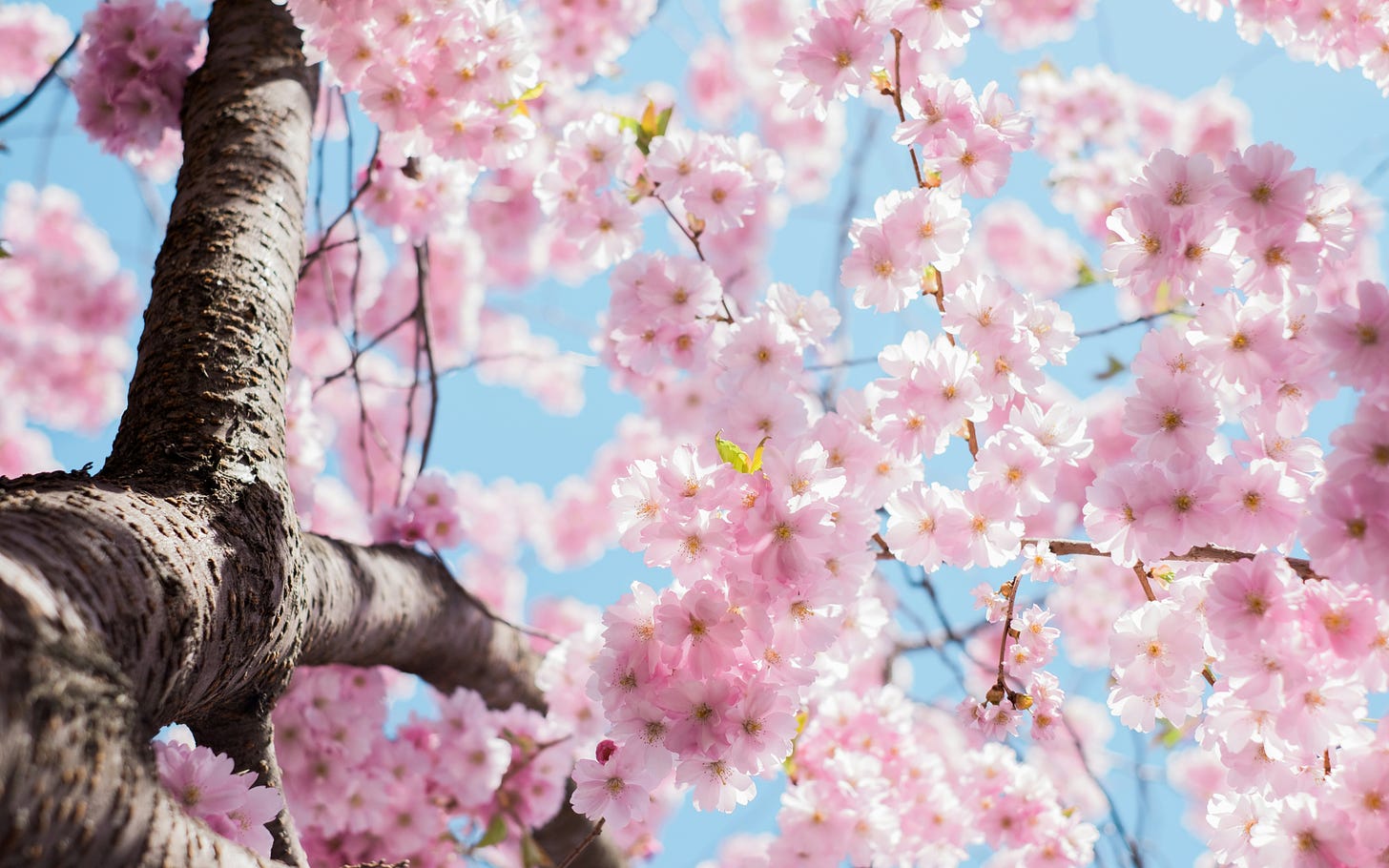 A tree in full bloom of delicate pink flowers. 