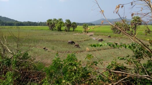 Water buffalo