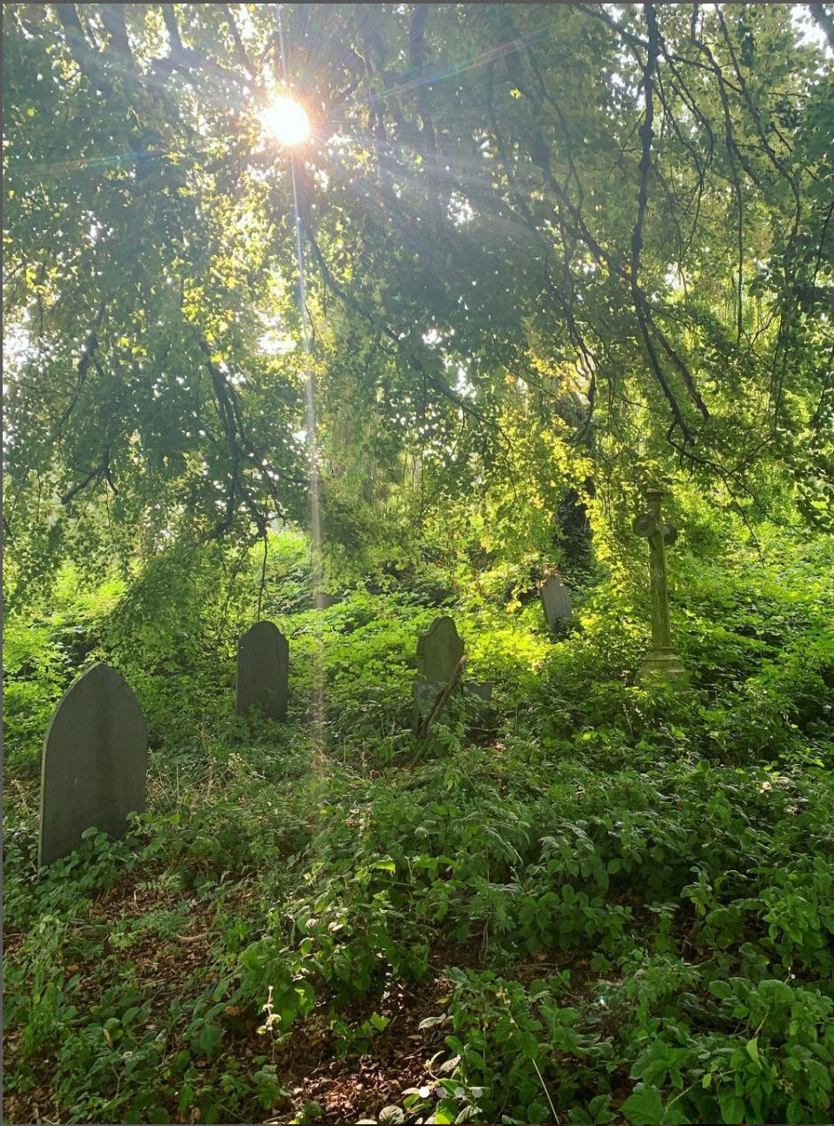 An overgrown green graveyard, with the sun peeking through the long boughs of a tree hanging over the gravestones