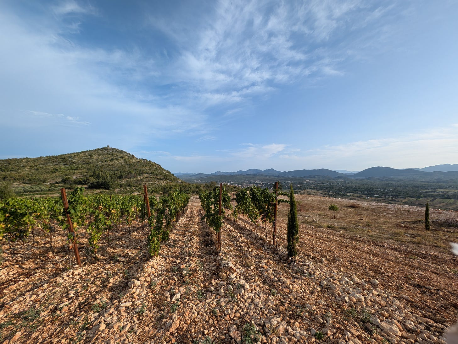 Mrljanovac vineyard at 350m a.s.l.. Skegro Family Winery