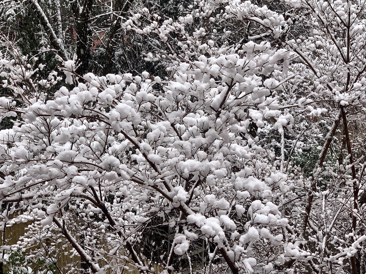 A lovely image of fluffy snow atop tree branches