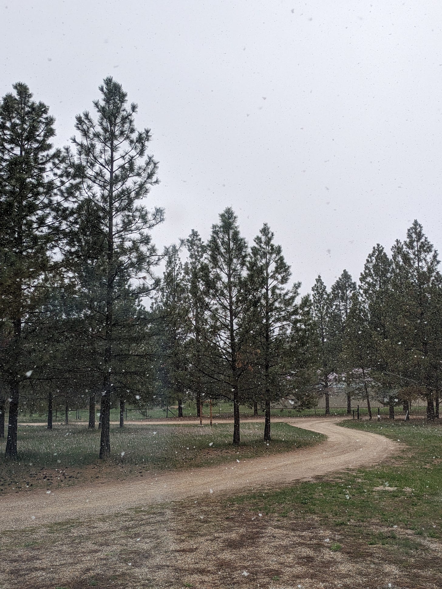 a rural scene of tall pine trees against a plain white sky, with large snowflakes falling onto the green grass and brown dirt road