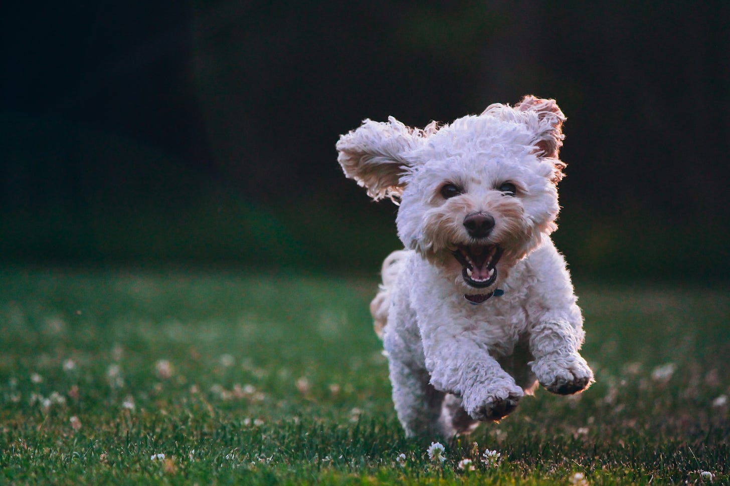 More Than Man's Best Friend: How Dogs Transform Our Health in Unexpected Ways