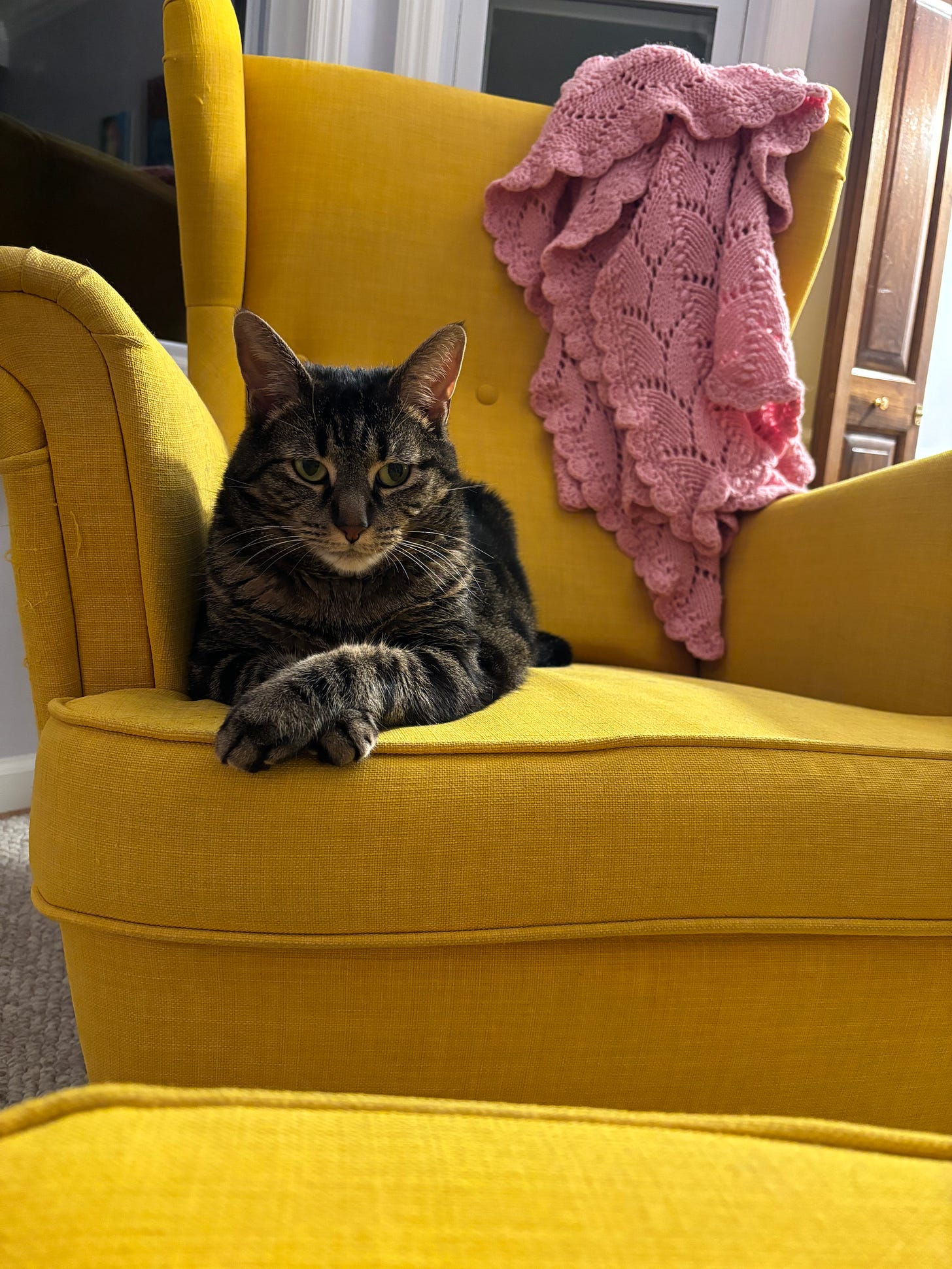 A tabby cat sits with her paws crossed on a yellow armchair with a pink crocheted blanket across the back