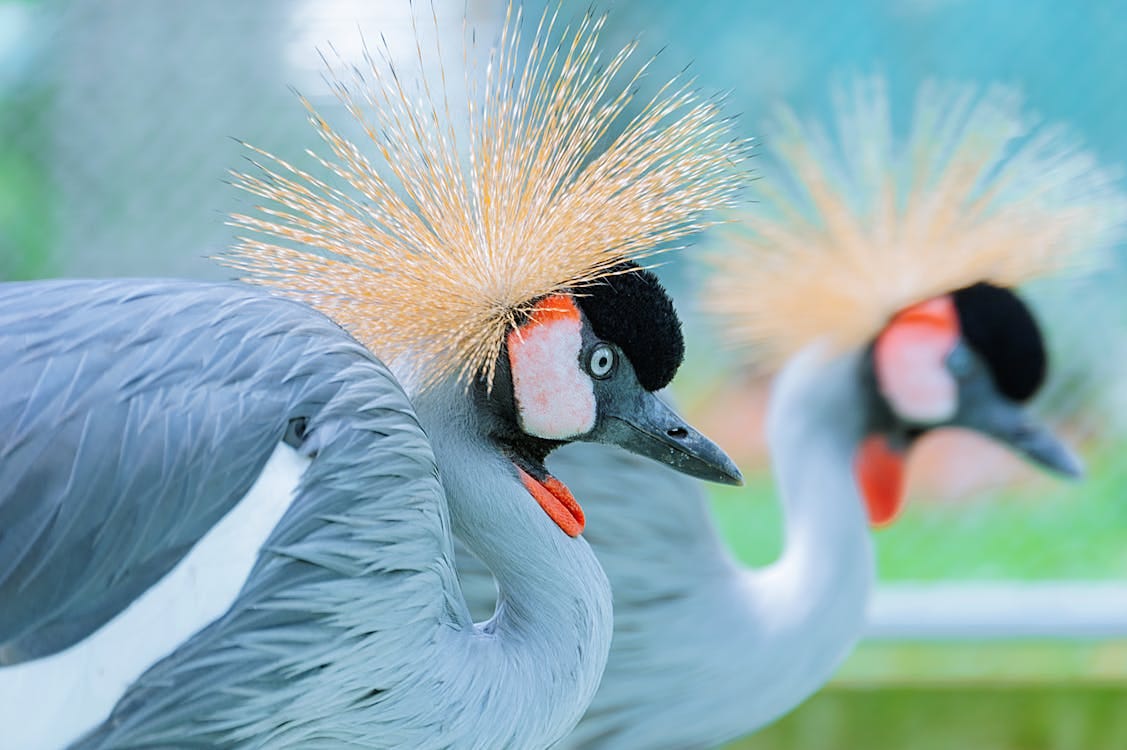 Free Close-up photo of grey crowned cranes with striking golden crests in zoo setting. Stock Photo