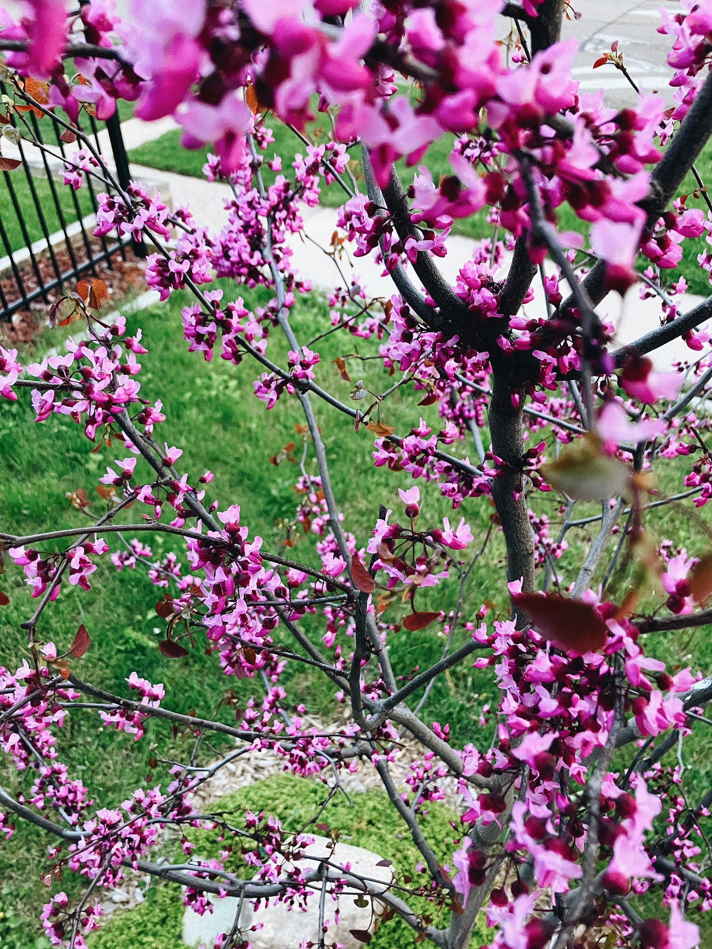 Young tree blooming with vibrant pink flowers