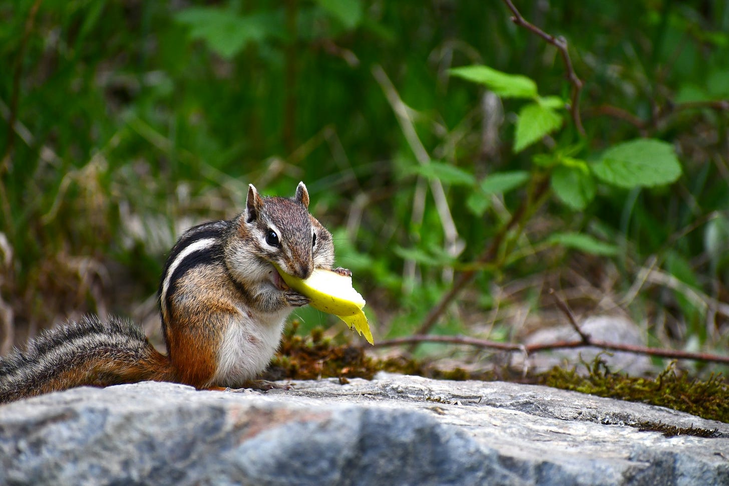 ... ok, so a slice of pear was his reward for being such a great photographic subject.