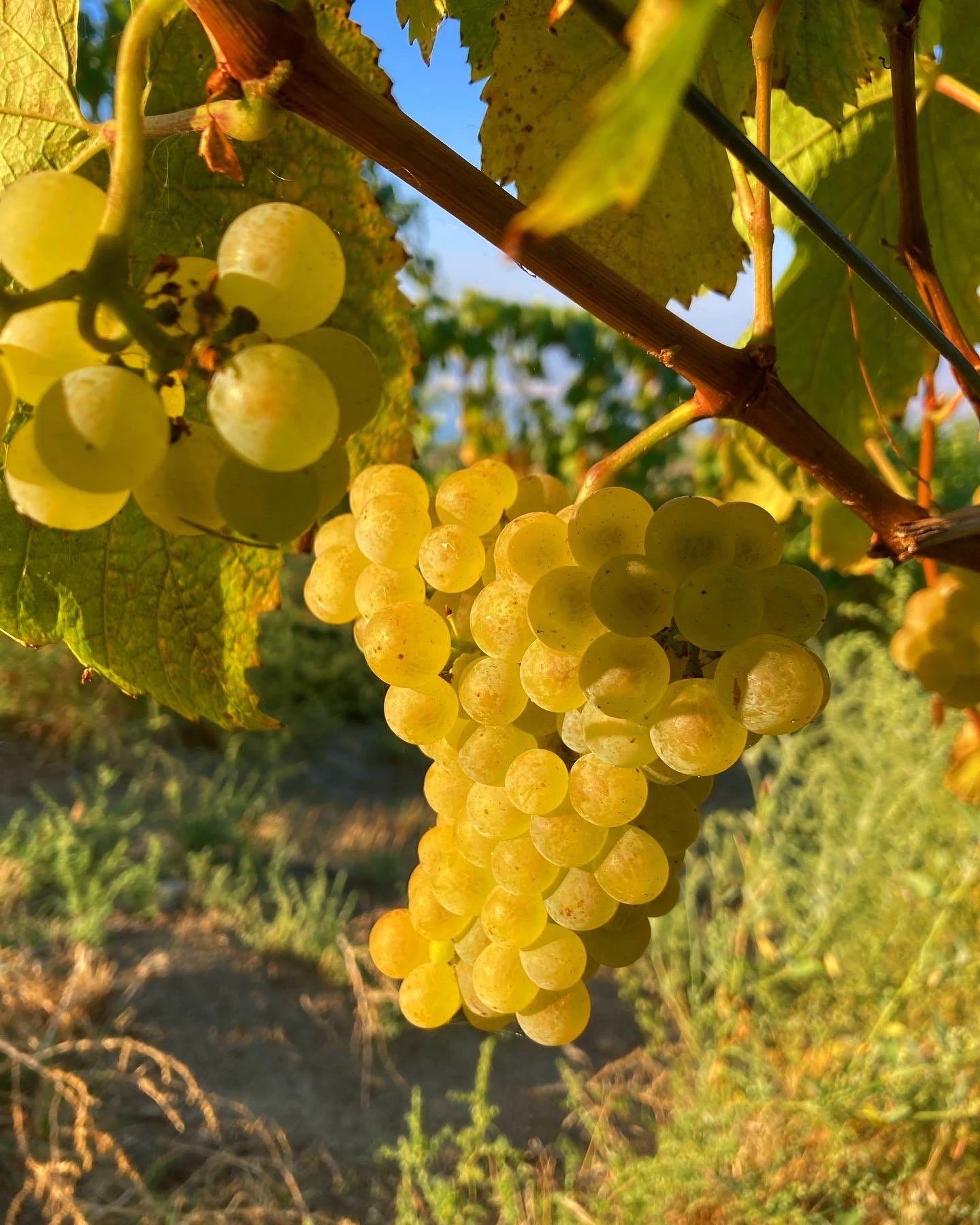 Golden yellow Chardonnay grapes on the vine in the morning sun in Naramata, British Columbia, Canada.