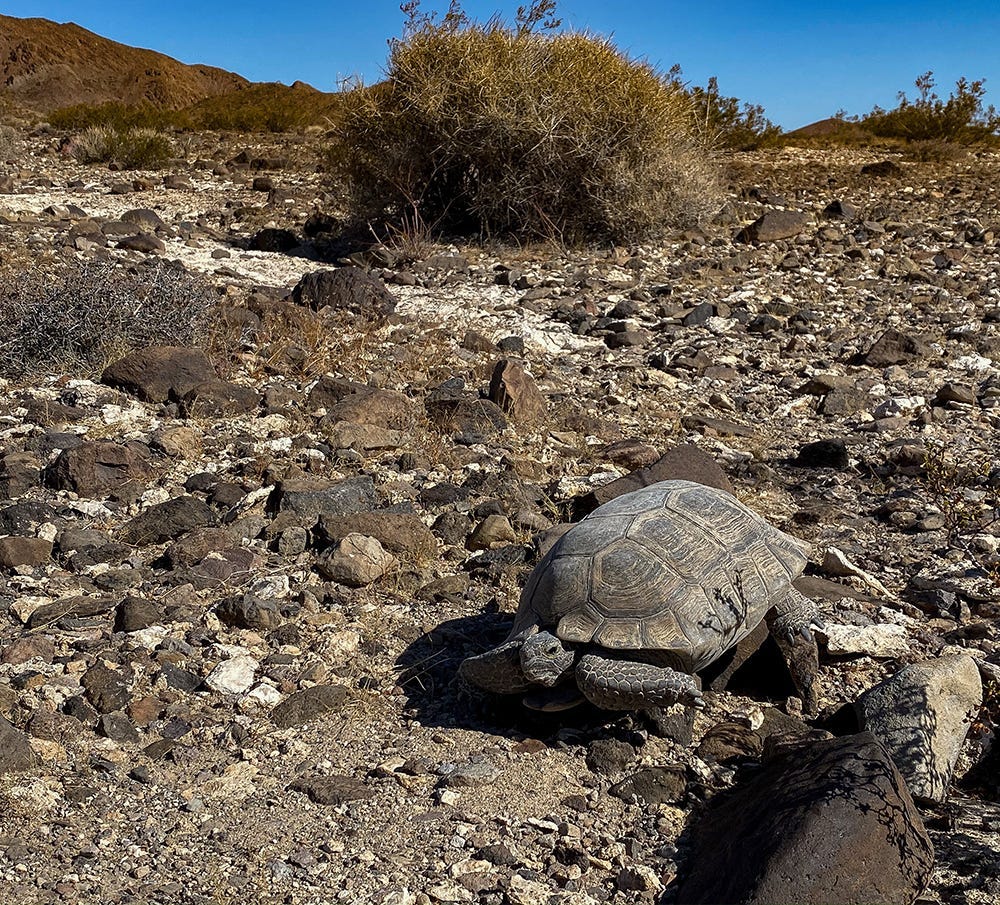 Photo of desert tortoise in healthy desert landscape