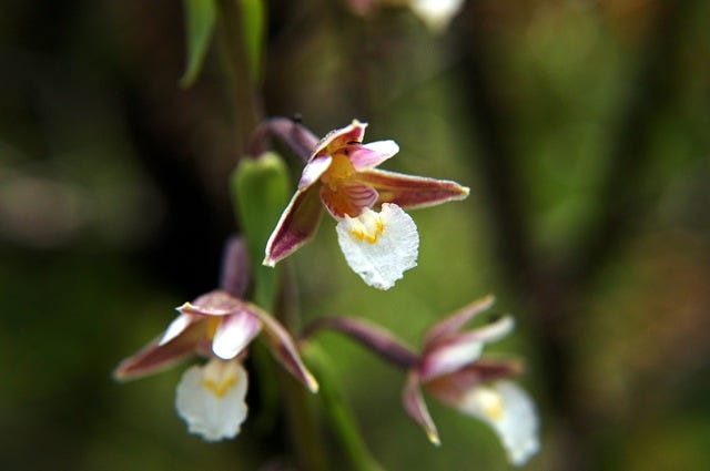 Marsh Helleborine, a lovely orchid once found in Beattie's Field, Flexford.