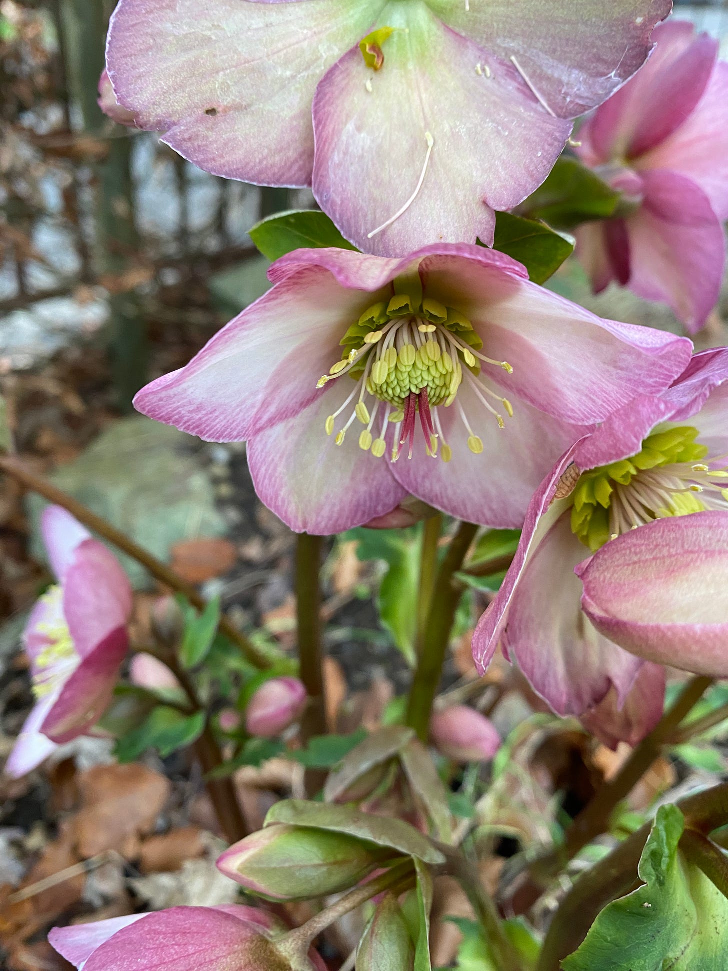 A close up photo of a clump of hellebores, with the yellow-green stamens of one flower, surrounded by pink edged sepals, the main focus of the photo.