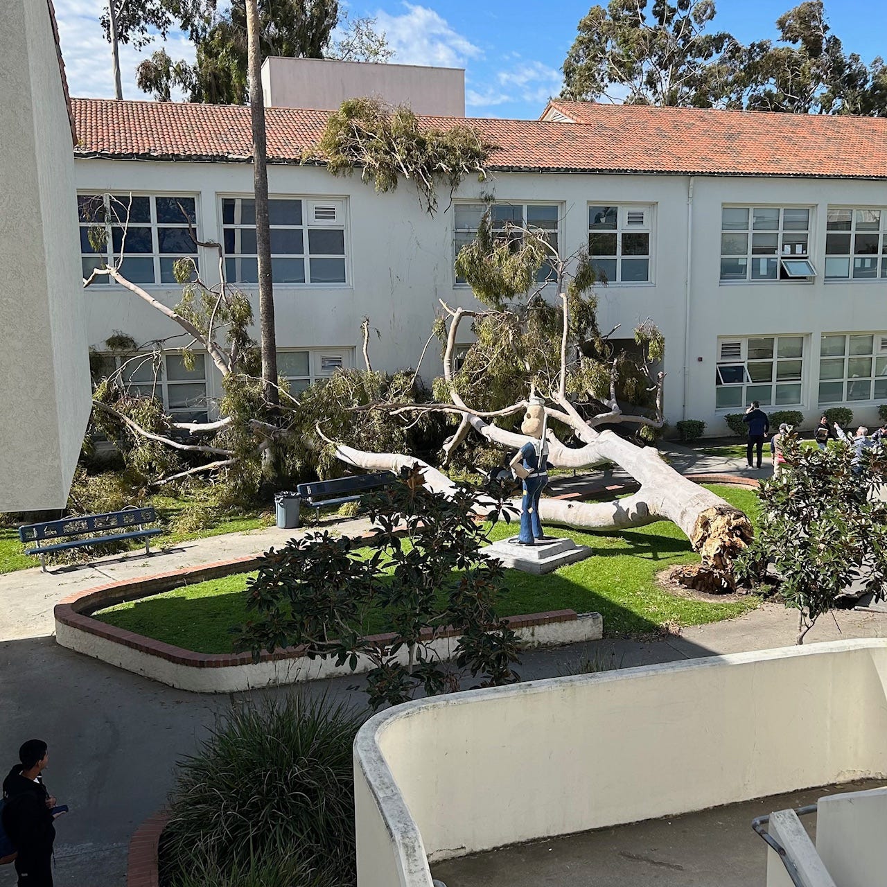 Photo of eucalyptus tree that fell on Newport Harbor High School's campus