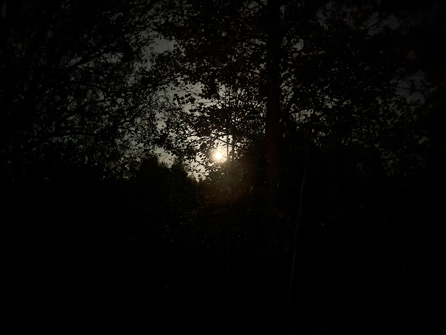 Full moon barely seen between birch tree branches at night