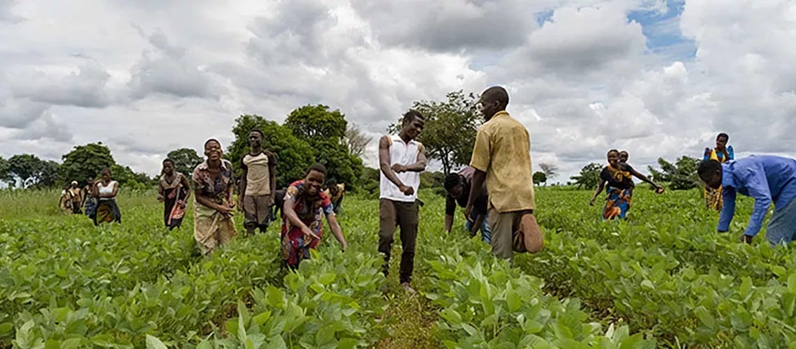 Amid the global food crisis, commercial small farmers offer hope in Malawi