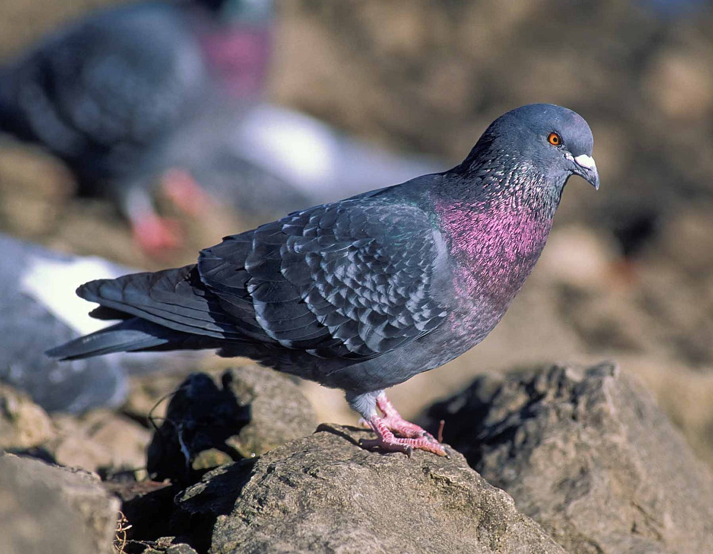 Rock Pigeon (Rock Dove) | MDC Teacher Portal