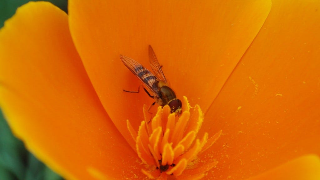 Bee collecting pollen from orange flower