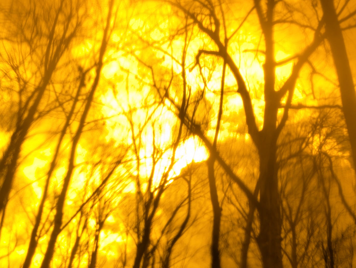 Trees in front of sunlight. All are tinted orange and distorted.
