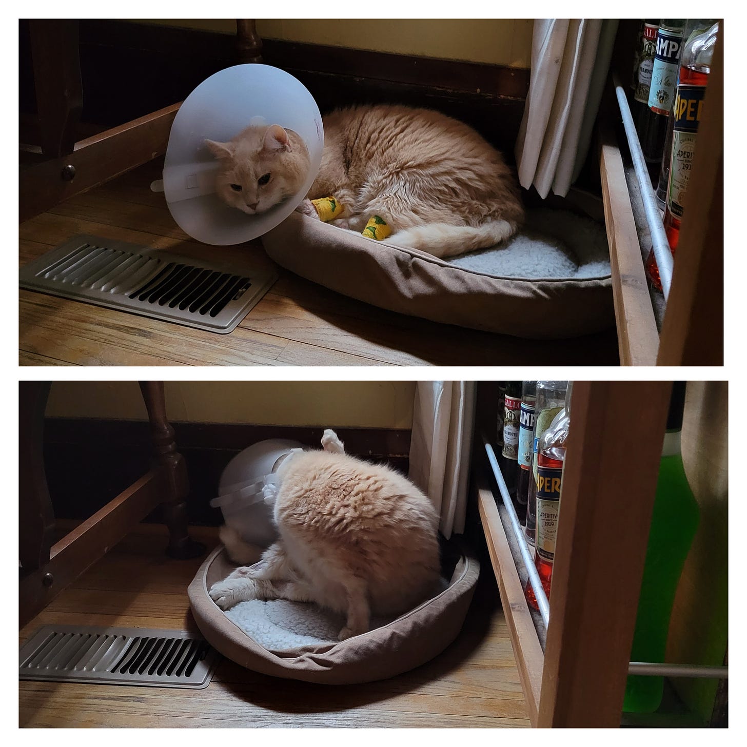 A two collage photo of a ginger cat in a cat bed, near a heating vent, underneath a dining room table. In one, he is resting with his bandages and cone visible. In the other, he is bent backwards in a futile attempt to lick himself clean.