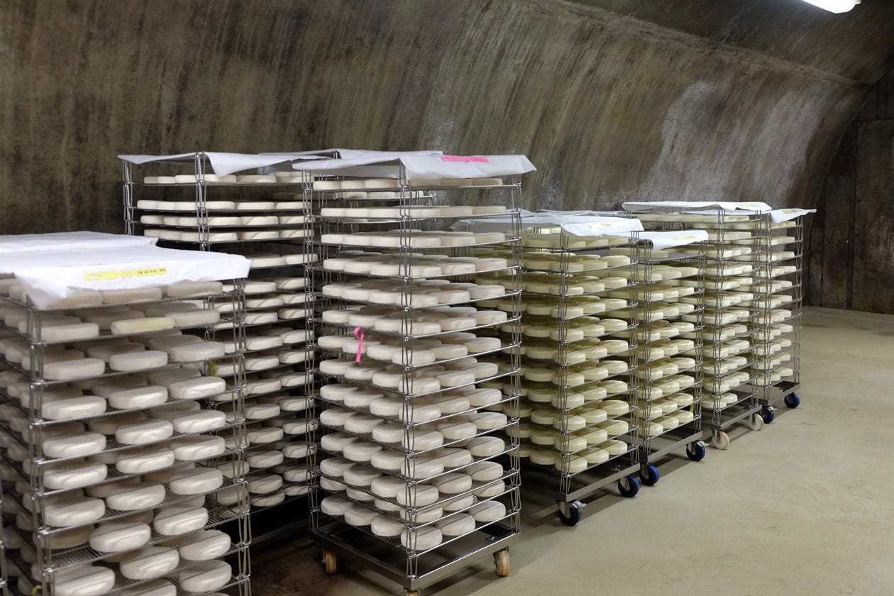 Young bloomy cheeses aging in Cellars at Jasper Hill Young bloomy cheeses aging in Cellars at Jasper Hill