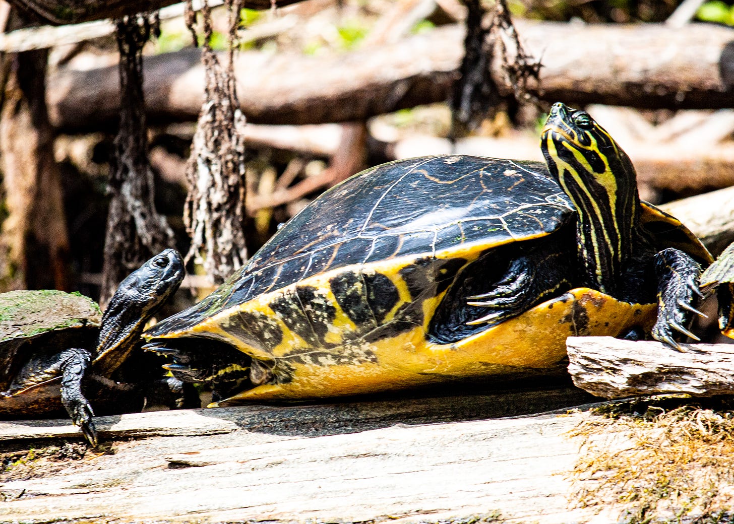 Suwannee cooters