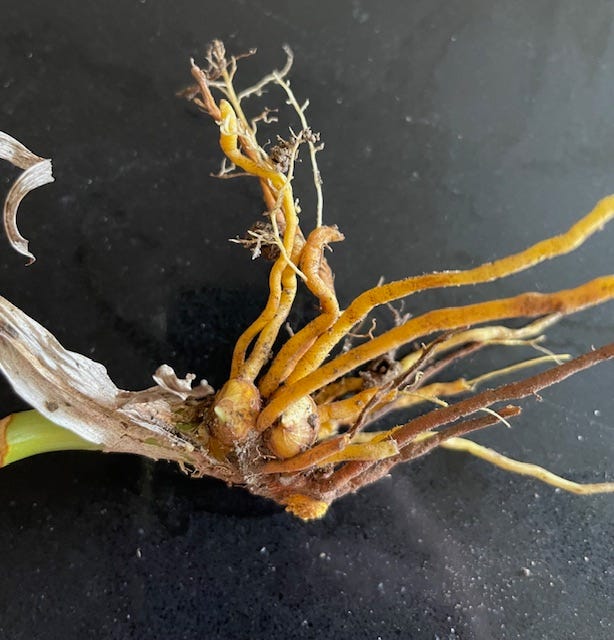 Shallow rhizomes and bulblets of blackberry lily,  Iris domestica